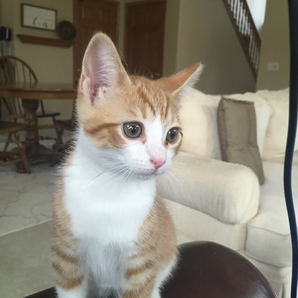 Meet your Posher, Mary